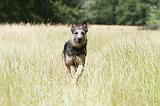 BOUVIER DES ARDENNES 038
